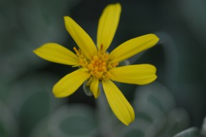 All that glimmers IS gold